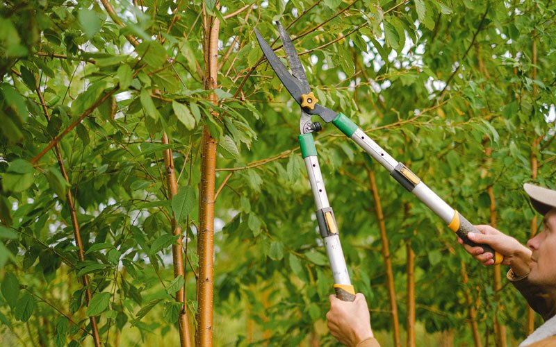 Tree trimming in Papaaloa, HI